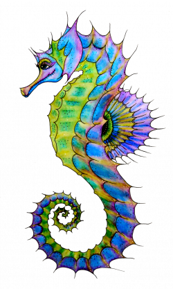 Seahorse-PNG-HD.png (1024×1711) | sea creatures | Pinterest ...
