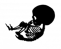 28+ Collection of Baby Skeleton Drawing | High quality, free ...