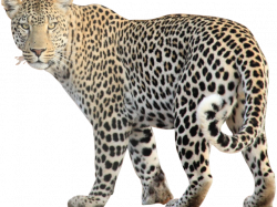 19 Leopard clipart HUGE FREEBIE! Download for PowerPoint ...