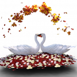 Love Swan Png, Vectors, PSD, and Clipart for Free Download | Pngtree