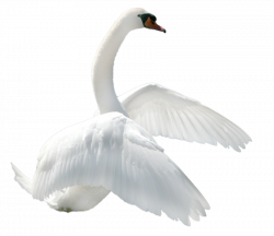 Swan PNG Transparent Professional Images | PNG Only