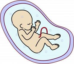 Collection of 14 free Embryos clipart. Download on ubiSafe