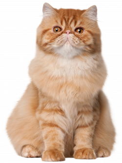 Sitting Cat PNG Clip Art - Best WEB Clipart