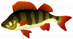 Perch Fish PNG Clipart - Best WEB Clipart