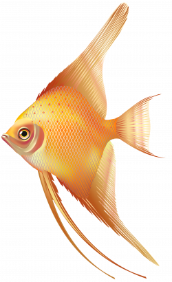 Nice Exotic Fish PNG Clipart - Best WEB Clipart