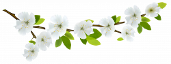 Spring Branch White PNG Clipart | Gallery Yopriceville - High ...