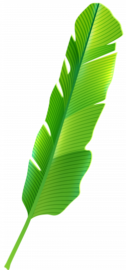 Tropical Leaf PNG Clip Art - Best WEB Clipart
