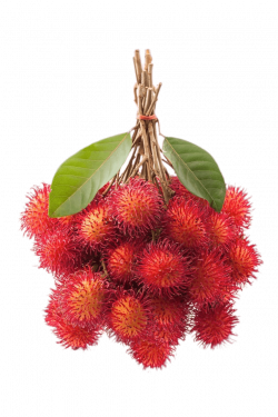 Rambutan Tropical fruit Fruit exotique Clip art - others 916*1374 ...