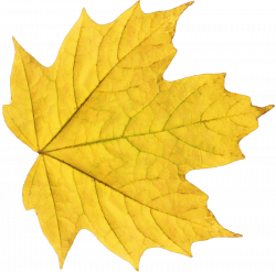 Autumn Leaf Ten | Isolated Stock Photo by noBACKS.com