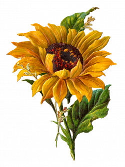 Stunningly pretty digital stock sunflower clip art perfect and ready ...