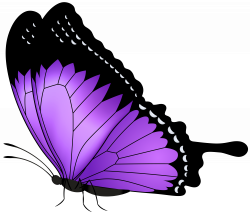 Purple Butterfly Transparent PNG Clip Art Image | Gallery ...