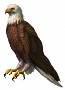 Eagle Transparent PNG Clipart Picture | Gallery Yopriceville - High ...
