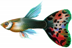 Male Guppy Fish PNG Clip Art | Gallery Yopriceville - High-Quality ...