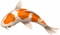 White and Orange Koi Fish Transparent Clip Art PNG Image | Gallery ...
