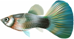 Female Guppy Fish PNG Clip Art | Gallery Yopriceville - High ...