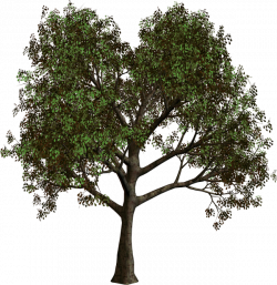 Forest Tree PNG Clipart | Gallery Yopriceville - High-Quality ...