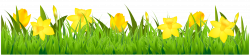 Grass with Daffodils PNG Clipart | Gallery Yopriceville - High ...