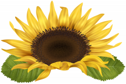 Sunflower PNG Clip Art Image | Gallery Yopriceville - High-Quality ...