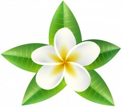 Tropical Flower PNG Clip Art Image | Gallery Yopriceville - High ...