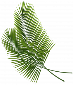 Tropical Leaves PNG Clipart Image | Gallery Yopriceville - High ...