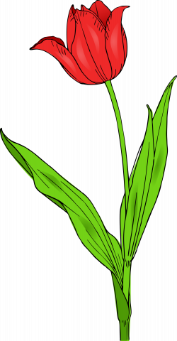 colored tulip by @pitr, A colored red tulip., on @openclipart | Clip ...