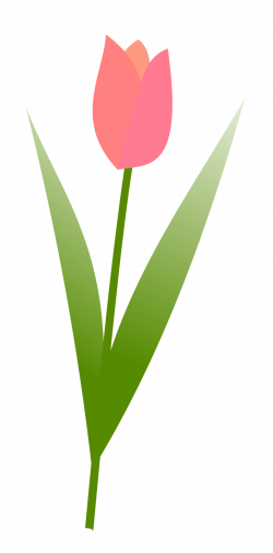 Tulip | Free Stock Photo | Illustration of a pink tulip | # 17171