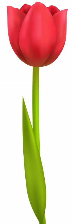 Tulip PNG Transparent Clip Art Image | Tree | arboles | Pinterest ...