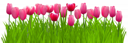Grass with Pink Tulips PNG Clip Art Image | Gallery Yopriceville ...