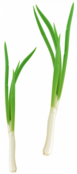 Green Fresh Onion PNG Clipart | Gallery Yopriceville - High-Quality ...