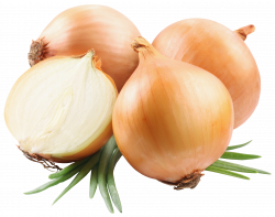 Onions PNG Picutre | Gallery Yopriceville - High-Quality Images and ...