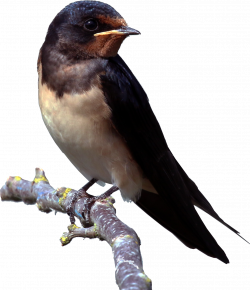 Barn Swallow PNG Clipart | PNG Mart