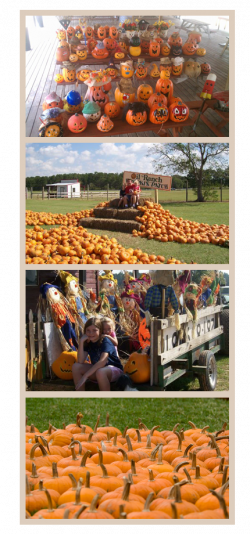 Oil Ranch - Pumpkin Patch Houston & Scarecrow Festival