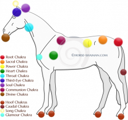 Equine Chakras: Part 1 - Horse Shaman