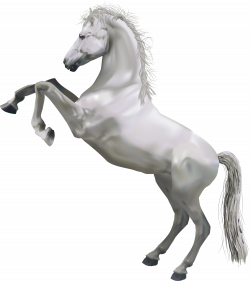 Transparent White Horse | Horses | Pinterest | White horses, Horse ...