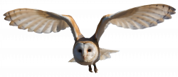 Snowy Owl Clipart transparent - Free Clipart on Dumielauxepices.net