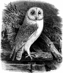 Free Clip Art Image - Vintage Barn Owl | Oh So Nifty Vintage Graphics