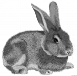 Grey Rabbit Animal free black white clipart images clipartblack ...