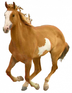 Images Best Clipart Horse Free #22552 - Free Icons and PNG Backgrounds