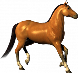 Horse Transparent PNG Pictures - Free Icons and PNG Backgrounds