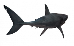 Shark Transparent PNG Pictures - Free Icons and PNG Backgrounds