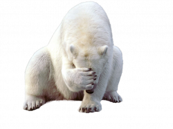 Polar Bear PNG Clipart - peoplepng.com