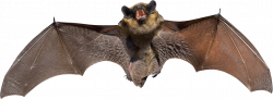 Angry Grey Bat PNG - PHOTOS PNG