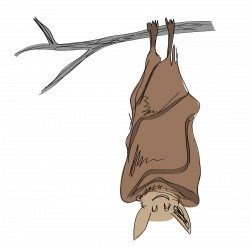 About Bats – fightwns
