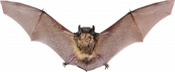 Flying Bat PNG Image - PurePNG | Free transparent CC0 PNG Image Library