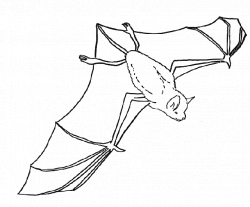 Fruit Bat Clipart (61+)