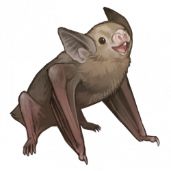 Vampire Bat Drawing at GetDrawings.com | Free for personal use ...