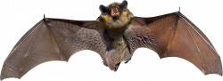 Bat PNG images free download