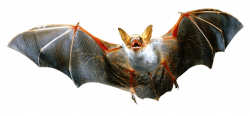 Angry Bat Flying PNG - PHOTOS PNG