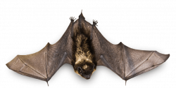 Small Bat Flying transparent PNG - StickPNG