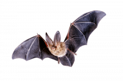 Little Bat Flying transparent PNG - StickPNG